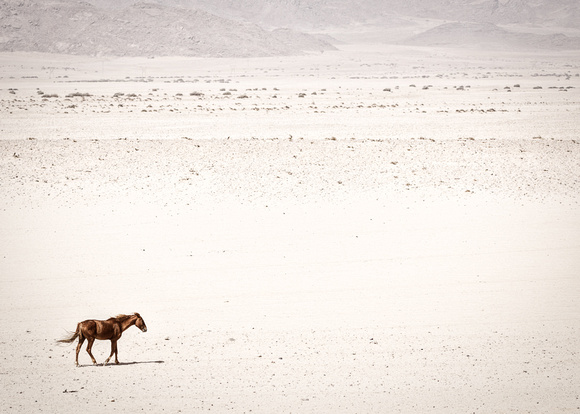 "I've been to the desert to see a horse with no name."