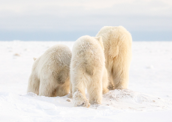 Polar-Bears-2019-1412