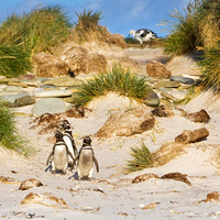 First Penguins