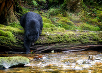 Spirit-Bears-2016-9746-Edit-5x7