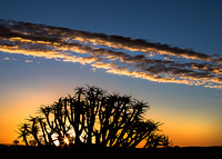 Kokerboom Sunset