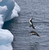 Synchronized?? Diving