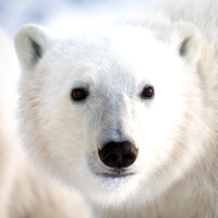 2019 Polar Bears