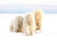 Polar-Bears-2019-1412