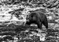 Spirit-Bears-2016-0029