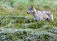Spirit-Bears-2016-7440-Edit