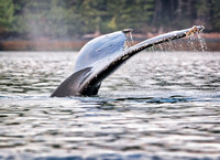 Orcas-2017-8986-4-Edit-Edit