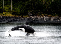 Orcas-2017-5511-4-Edit-10x14