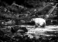 Spirit-Bears-2016-5389-Edit-5x7