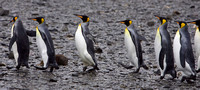 Follow the Leader