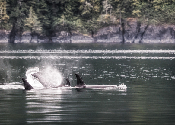 Orcas-2017-0301-Edit-5x7-matte