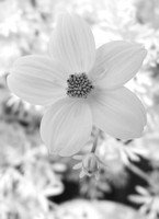 Infrared Images