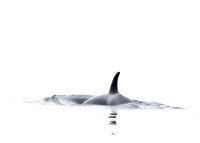 Orcas-2017-8606-Edit-5x7-matte