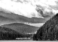 Spirit-Bears-2016-0246