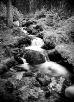 Yoho-2013-7309