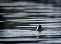 Rhinoceros Auklet