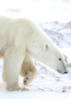 Polar-Bears-2019-1269-Edit
