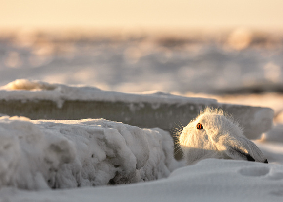 Polar-Bears-2019-2954-Edit