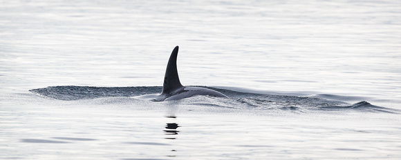 Orcas-2017-8608-Edit-4x10-matte